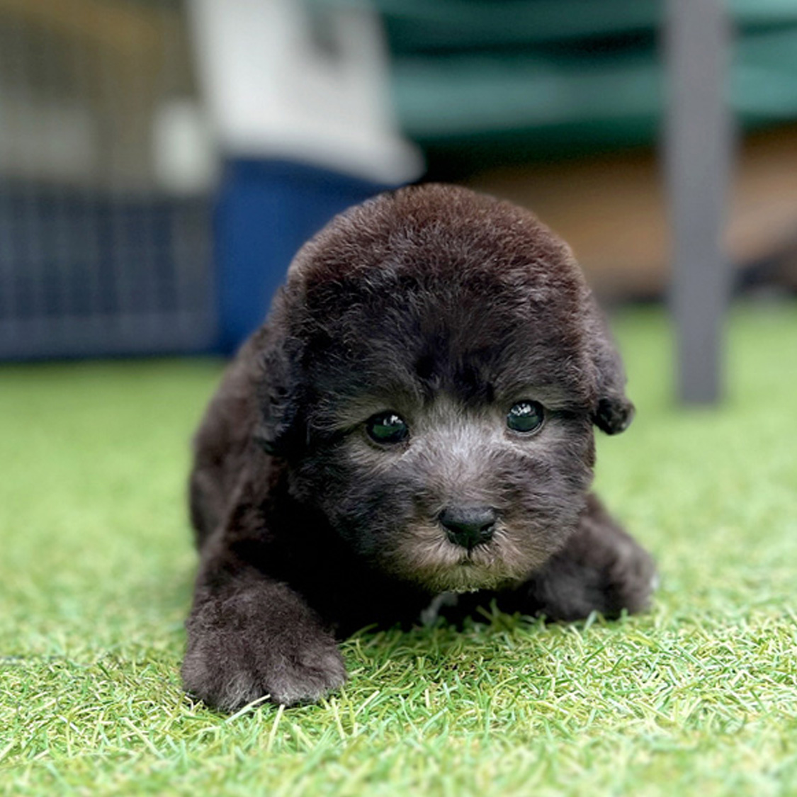 Bedlington Terrier_Nam